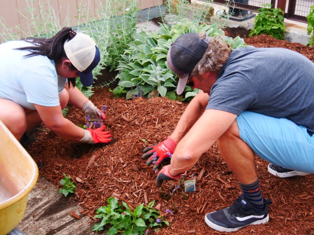 Snooze Garden Volunteering 2 Courtesy Of Snooze