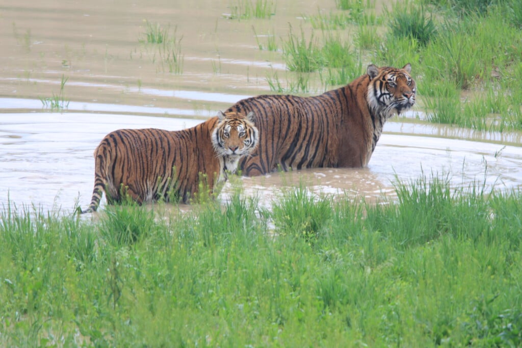 Two Tigers In Pond