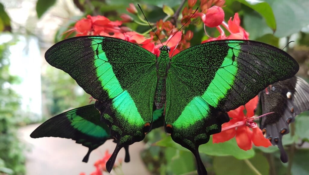 Bp Green Butterfly