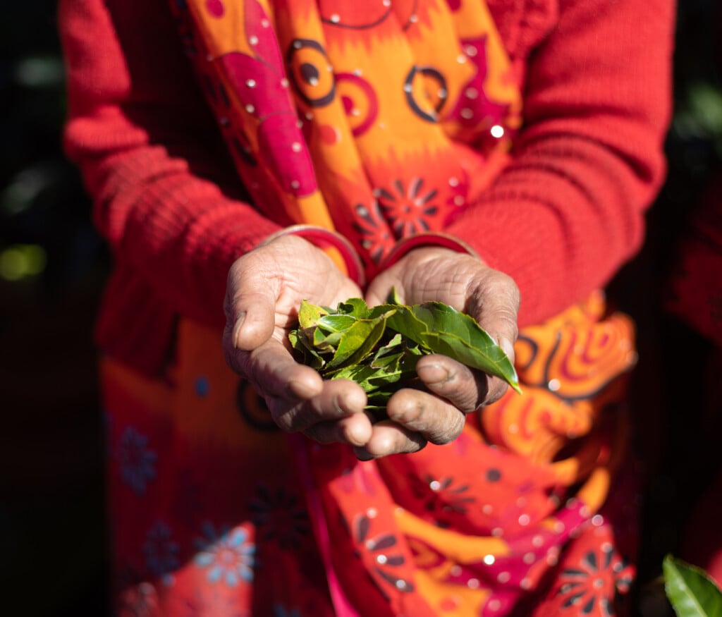 Tea Farmers Picking