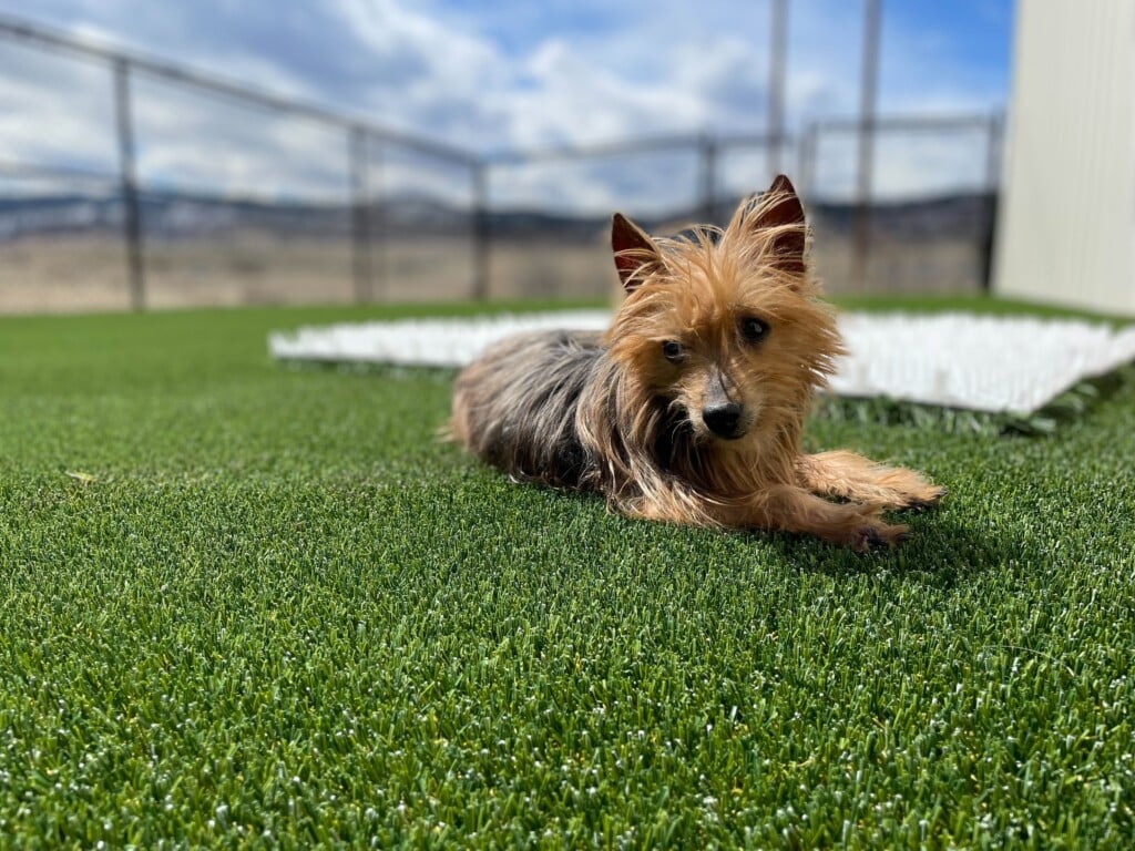 Butch In The Sun
