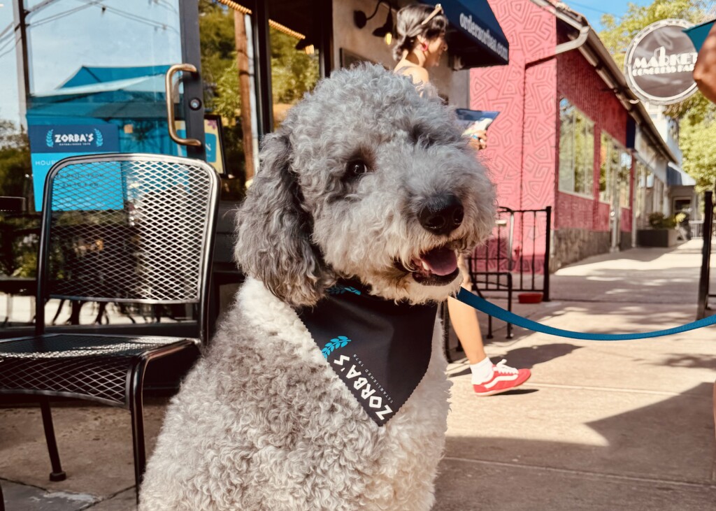 Dog Day Zorbas