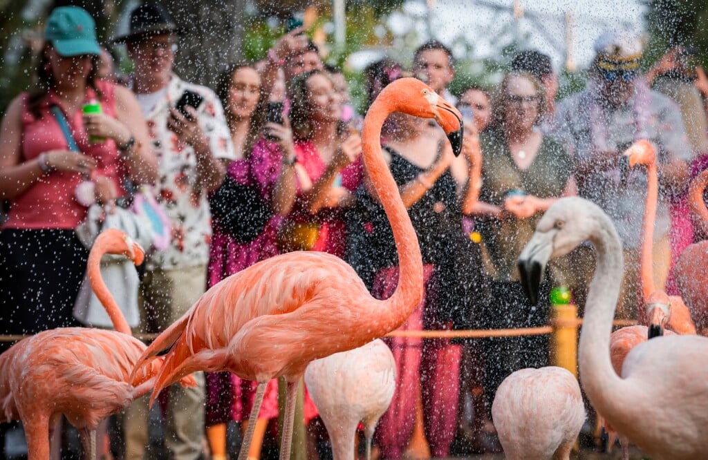 090625denverzooflockpartymp1014