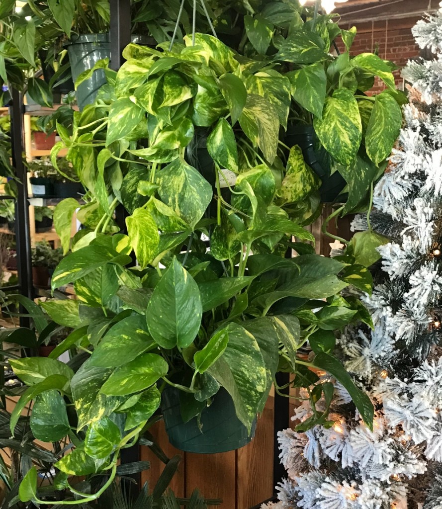Best Indoor Plants Colorado Homes & Lifestyles