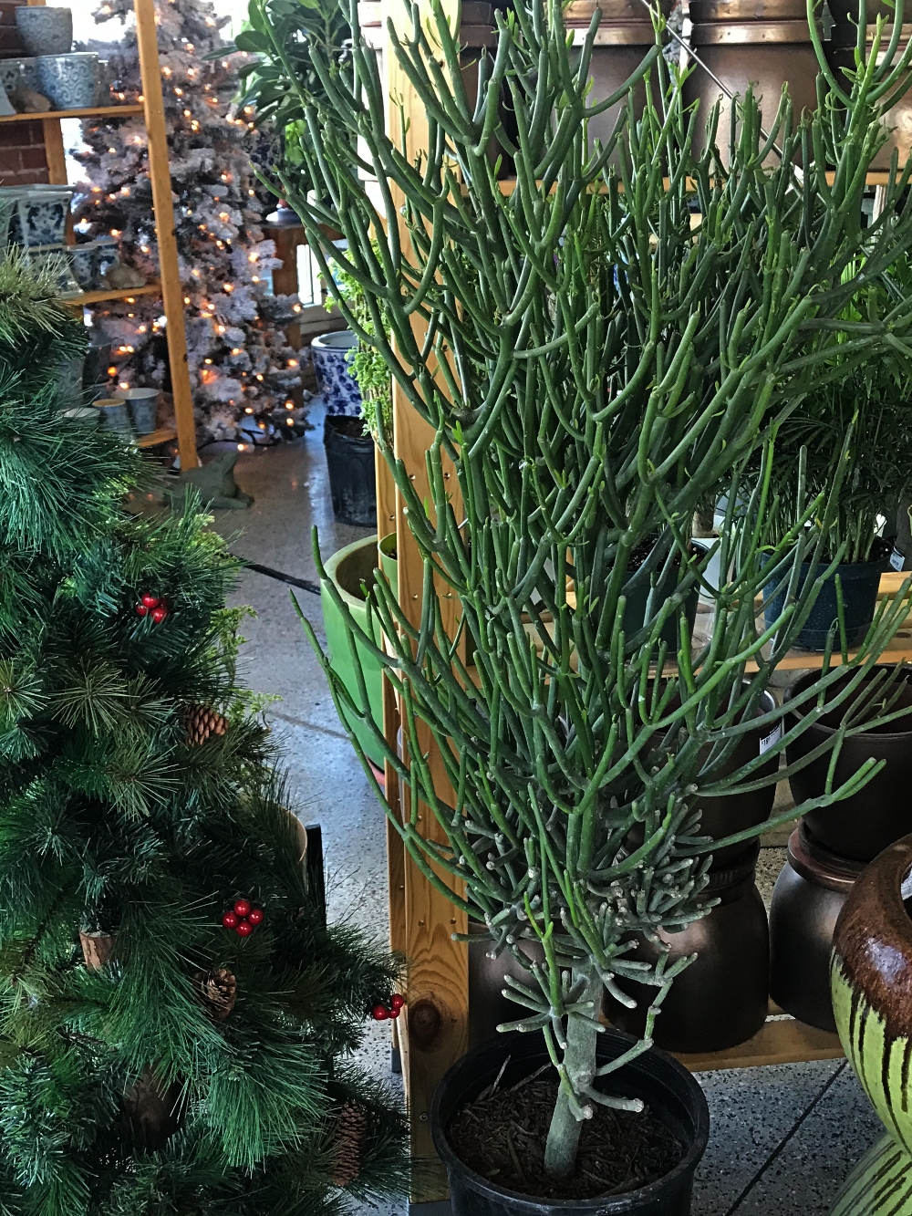 Best Indoor Plants Colorado Homes & Lifestyles