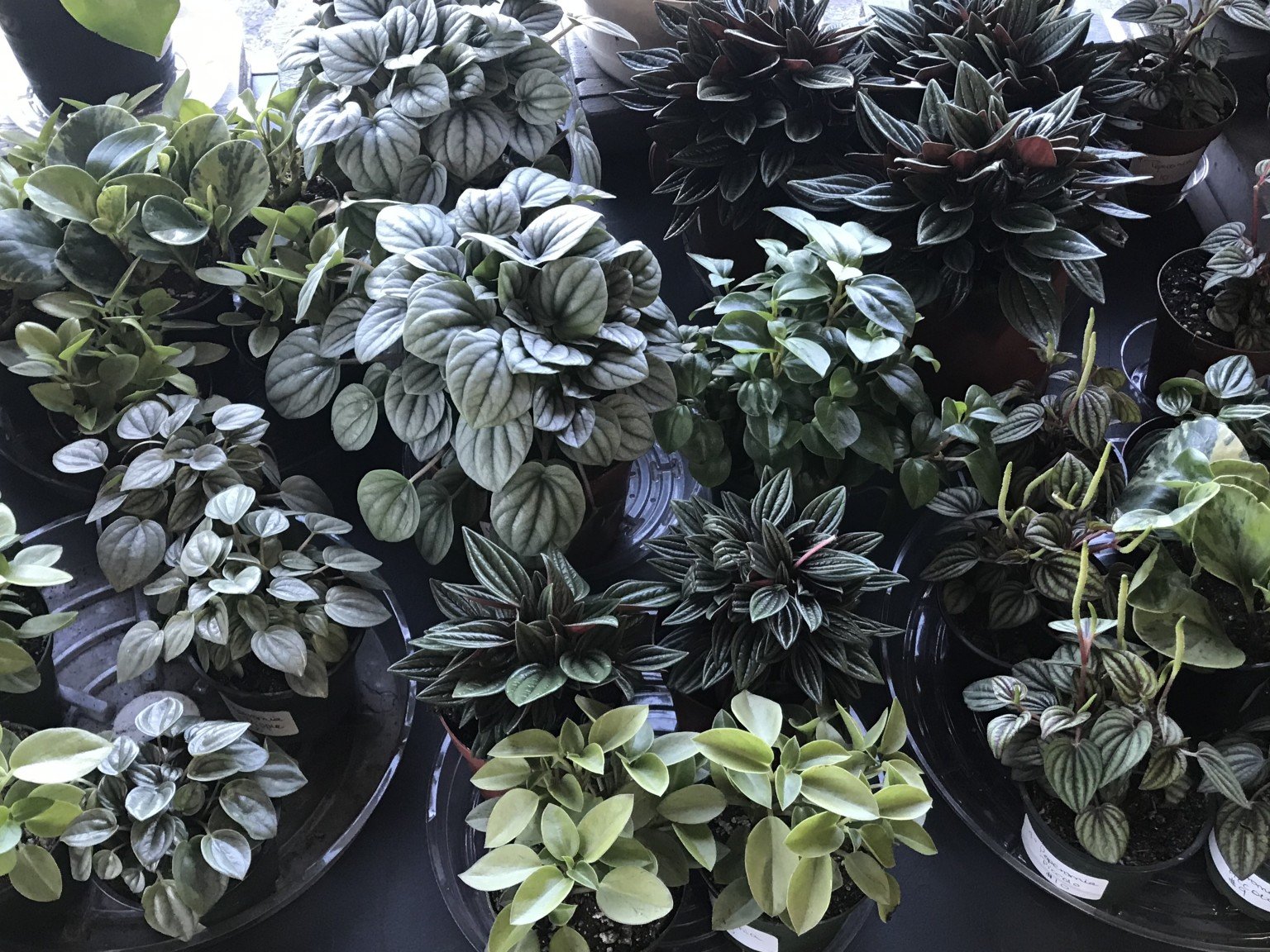 Best Indoor Plants Colorado Homes & Lifestyles