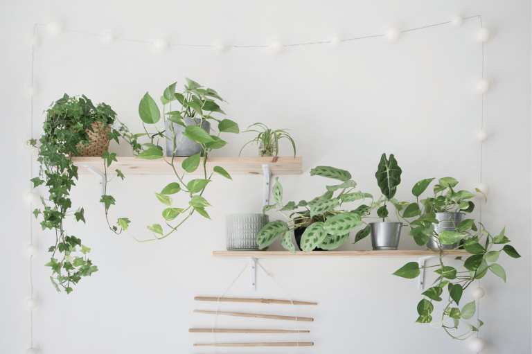 Best Indoor Plants Colorado Homes & Lifestyles