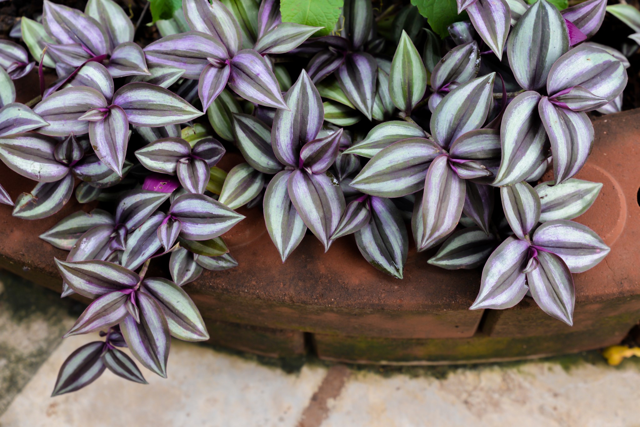 Best Indoor Plants Colorado Homes & Lifestyles