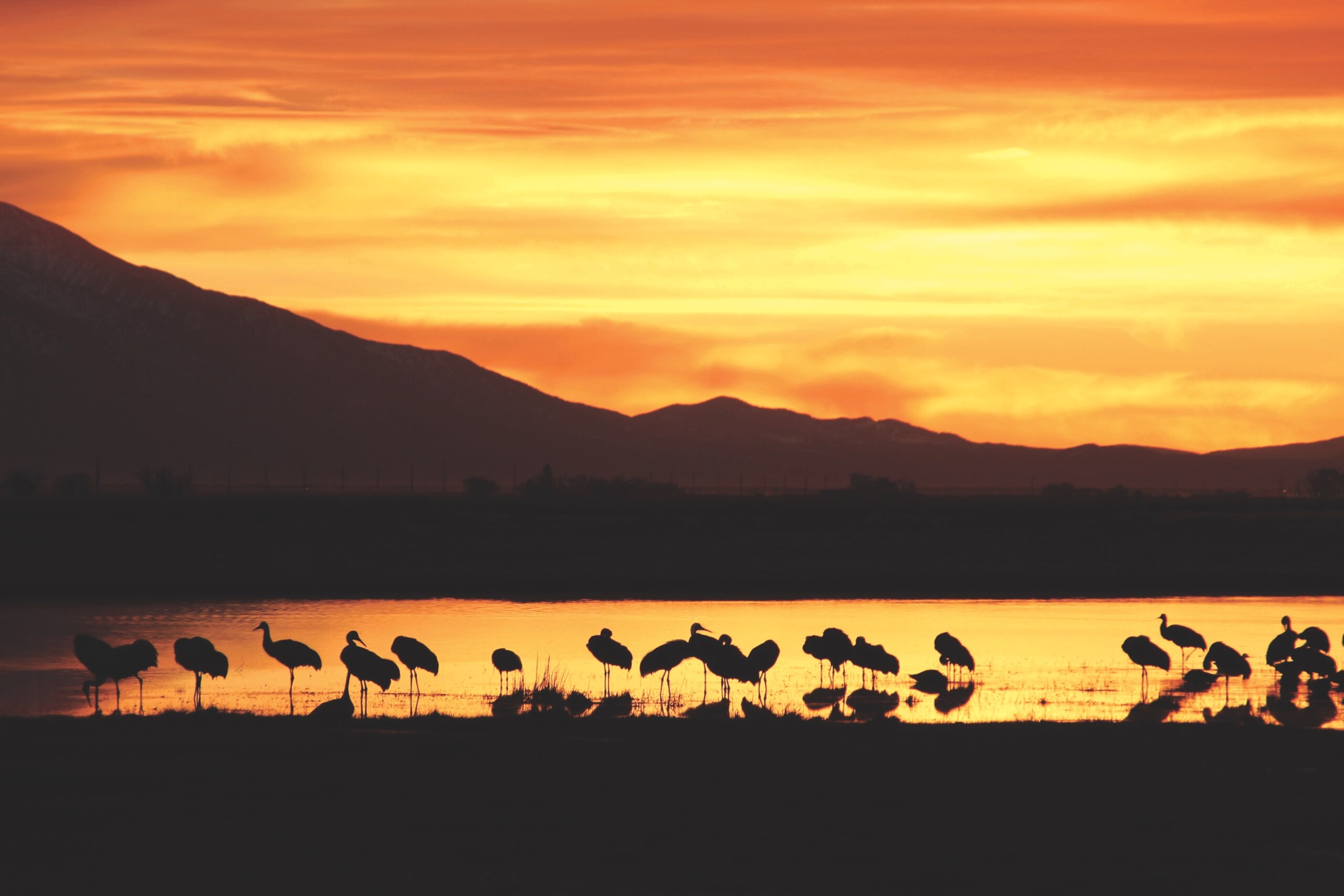 Colorado’s Annual Monte Vista Crane Festival Colorado Homes & Lifestyles