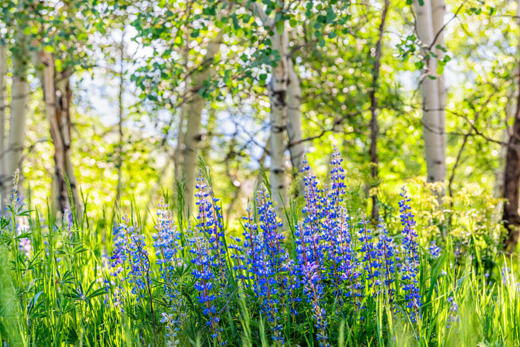 Group,of,purple,lupine,flowers,in,small,forest,in,snowmass