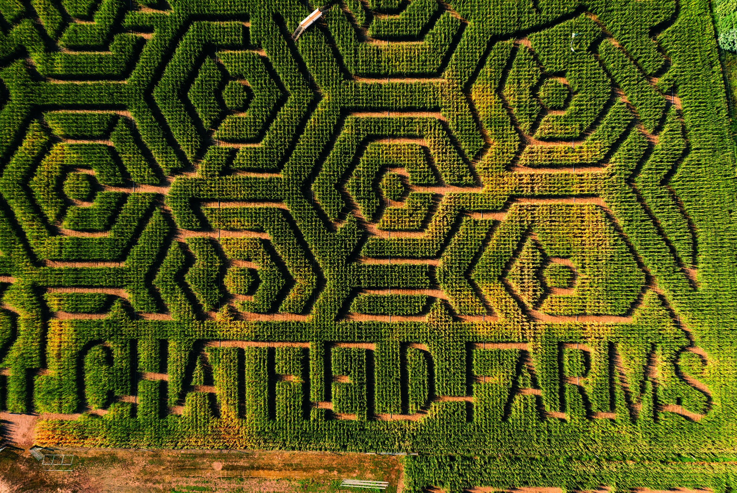 Plan an Adventurous Corn Maze Field Day at Chatfield Farms this Autumn