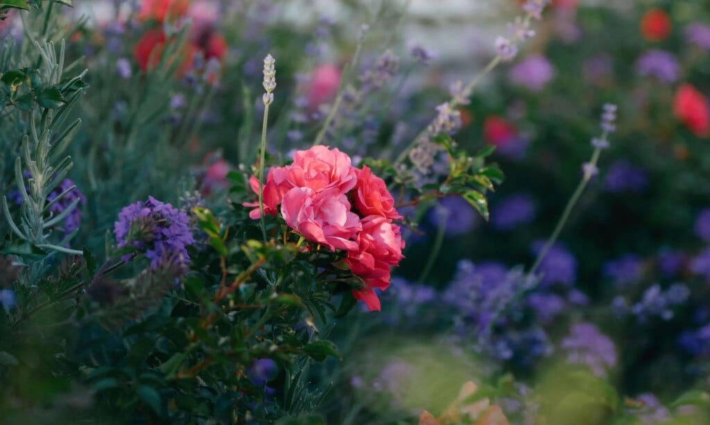 Designscapesco10 17 2025 18