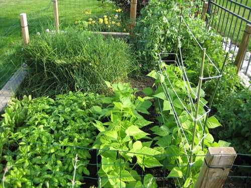 A Kitchen Garden - Colorado Homes & Lifestyles