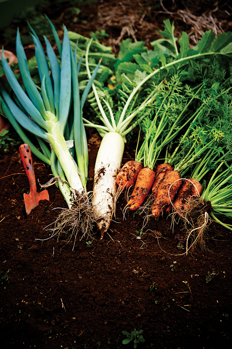 root-crops-hardy-annuals-dig-the-cool-emerald-coast-magazine