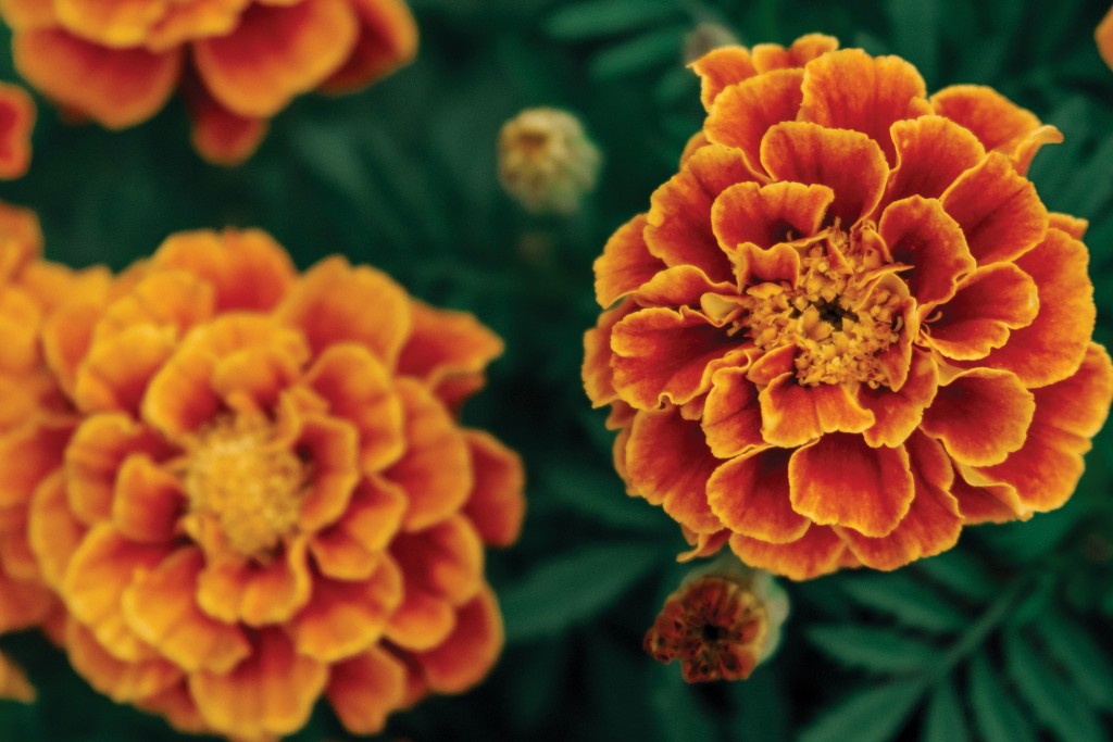 Beautiful Orange Yellow Marigolds Close Up. Bright And Colorful Garden Flowers. Selective Focus, Blurred Background.