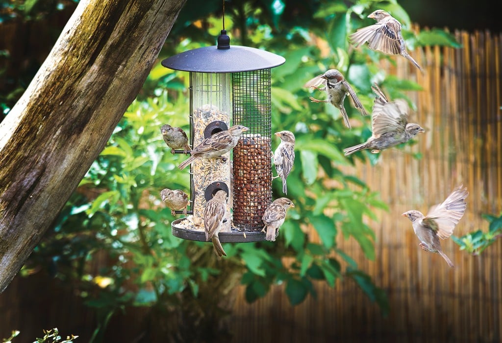 Sparrows On Feeder