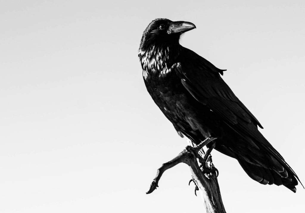 Black And White Picture Of Beautiful Raven Standing On The Branch