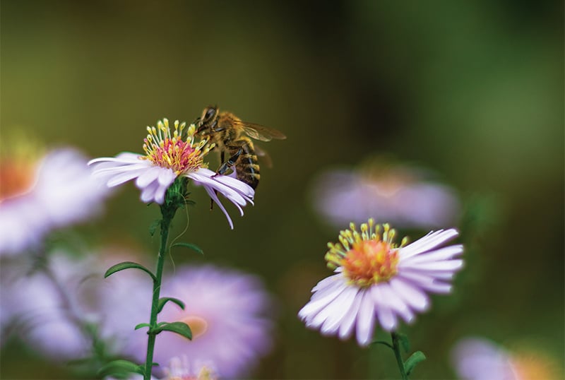 Bee on Pollinator plant