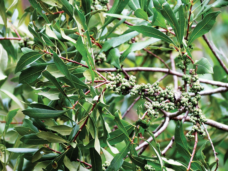 Wax myrtle