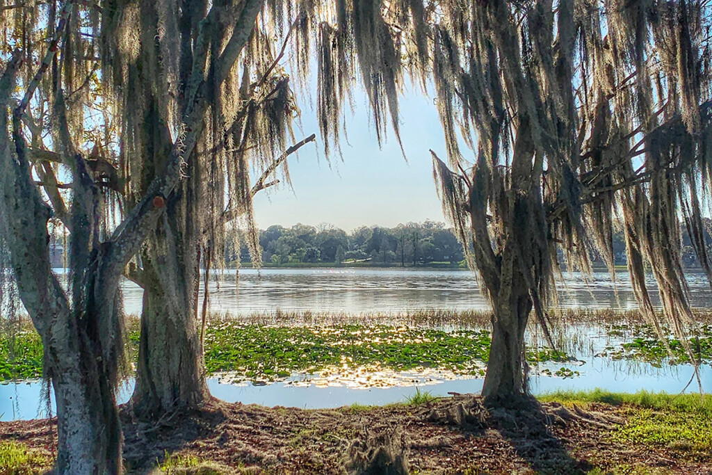 Morning At Thr Lake