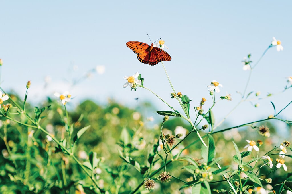 Panacea And St Marks Butterflies 4098 1200x800