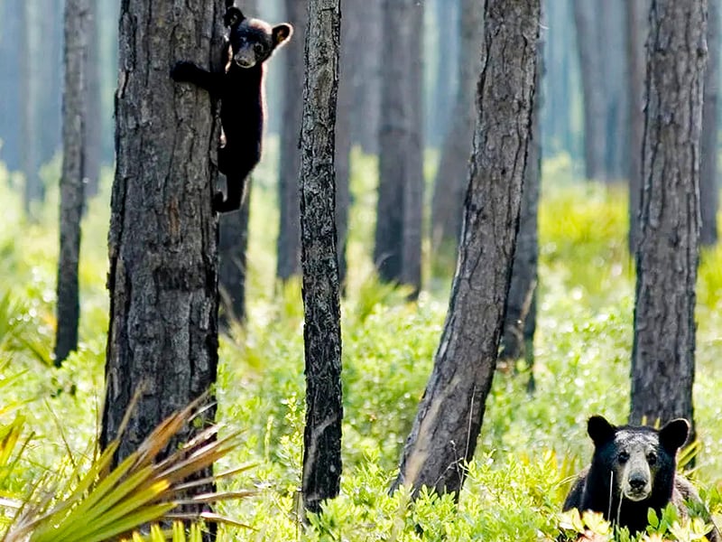 The Nature Conservancy