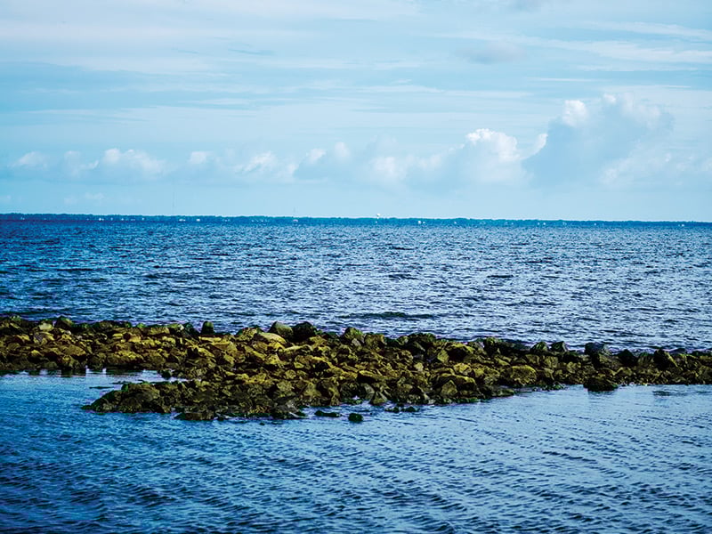 Oysters 1