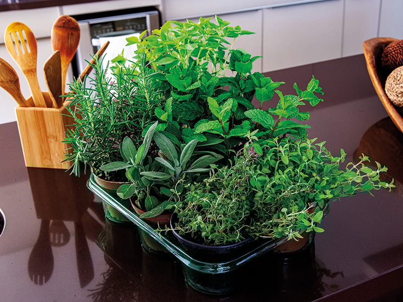 Herbs 1