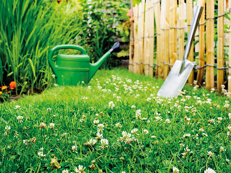 Green Grass 1