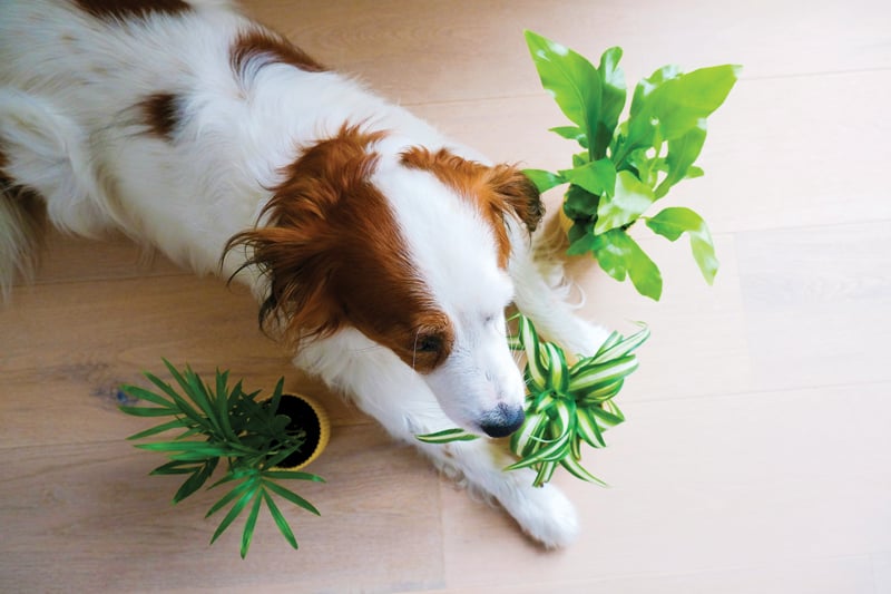 Pets And Plants