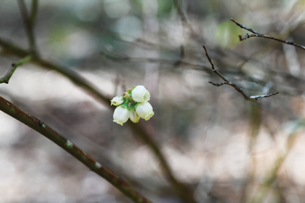 Ecam25 Sparkleberry Blooms 1200x800