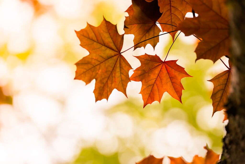 Red Maple Tree