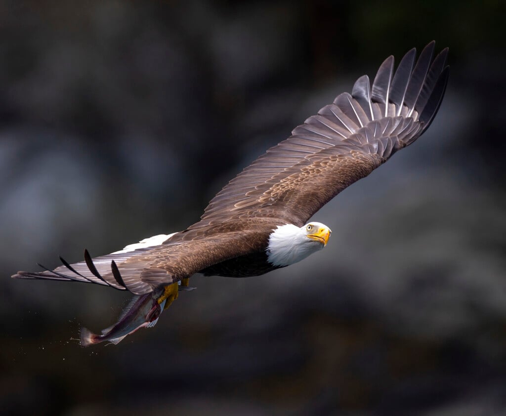 035 070825 Eagles 2 Web