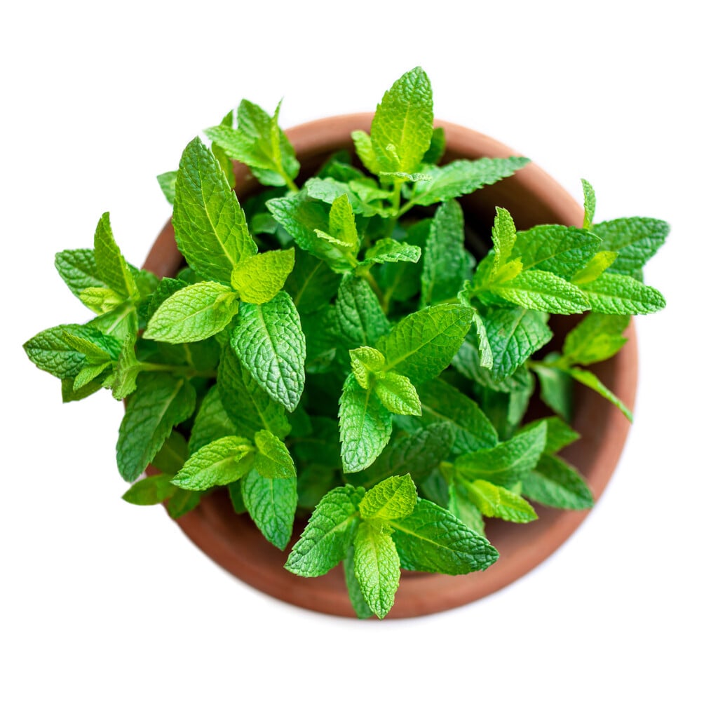 Fresh Mint Plant Growing In A Flowerpot, Isolated On White Background, Top View. Fresh Mint Ingredient For Cooking"n