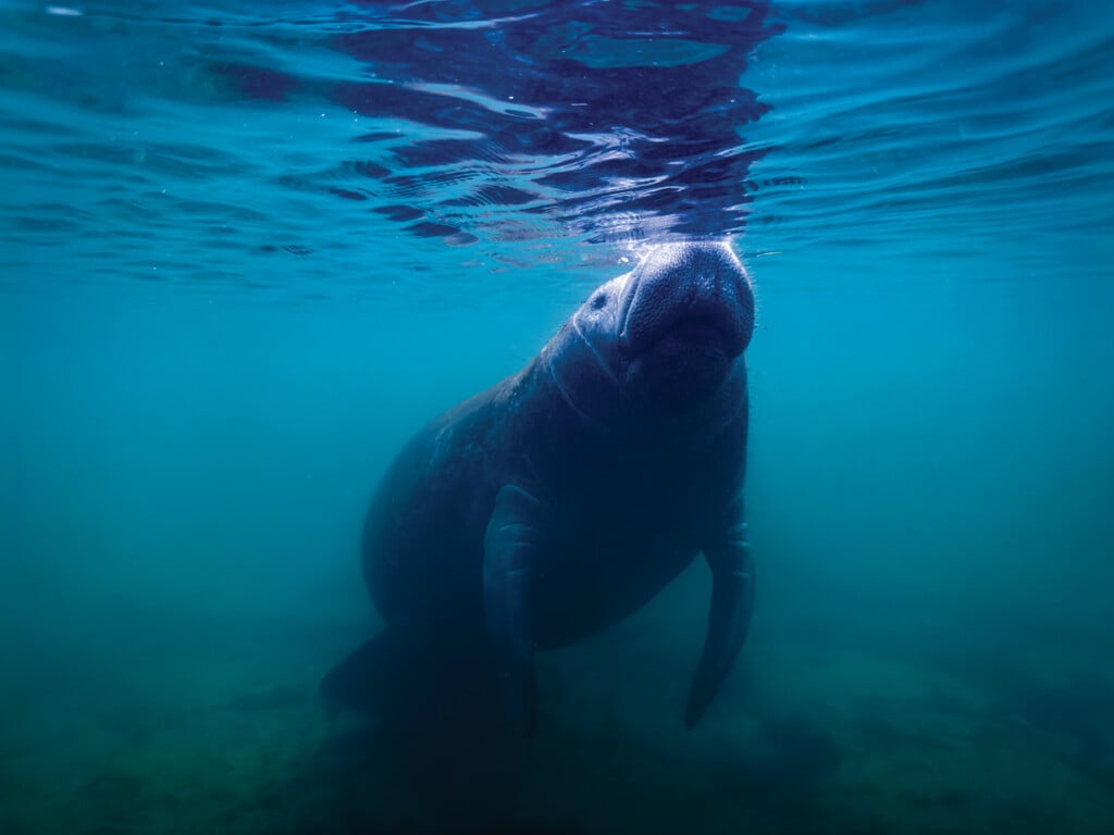 006 122624 Homosassaspringsmanatees Hero Web