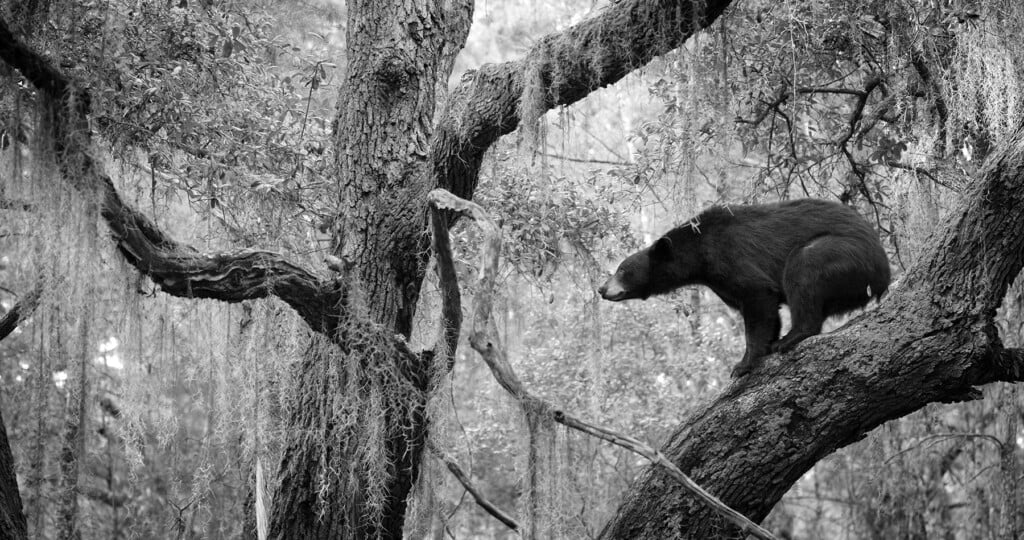 Tala In Tree About To Jump Hero