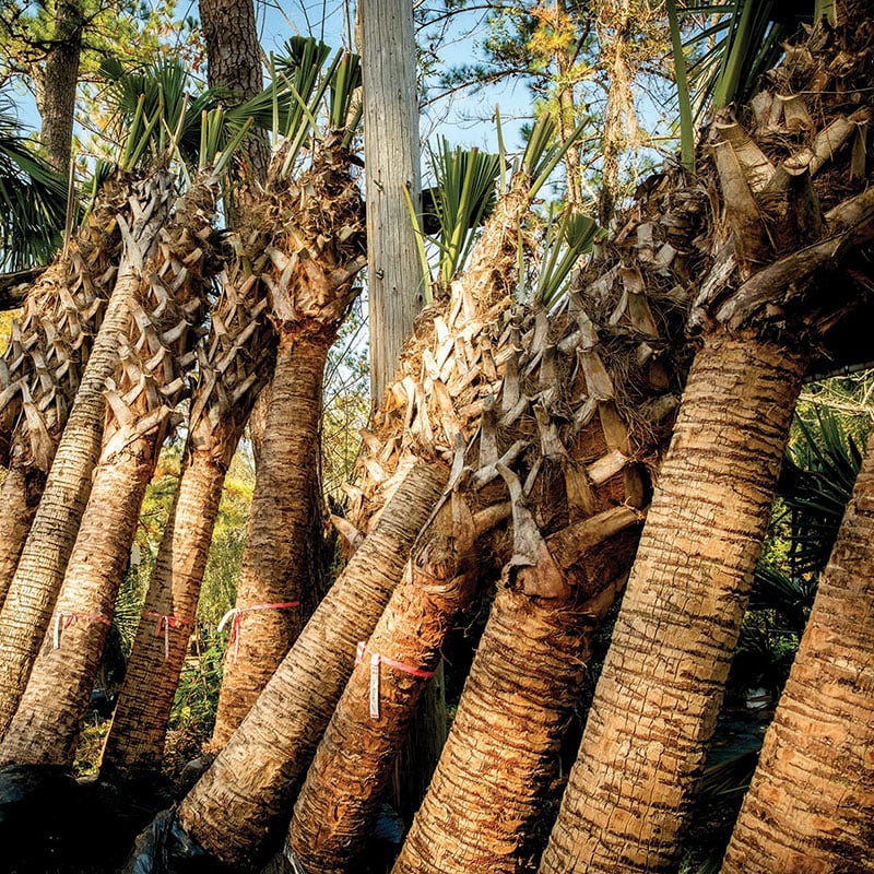 Here S How To Keep Your Florida Palm Trees Standing Pretty Emerald Coast Magazine