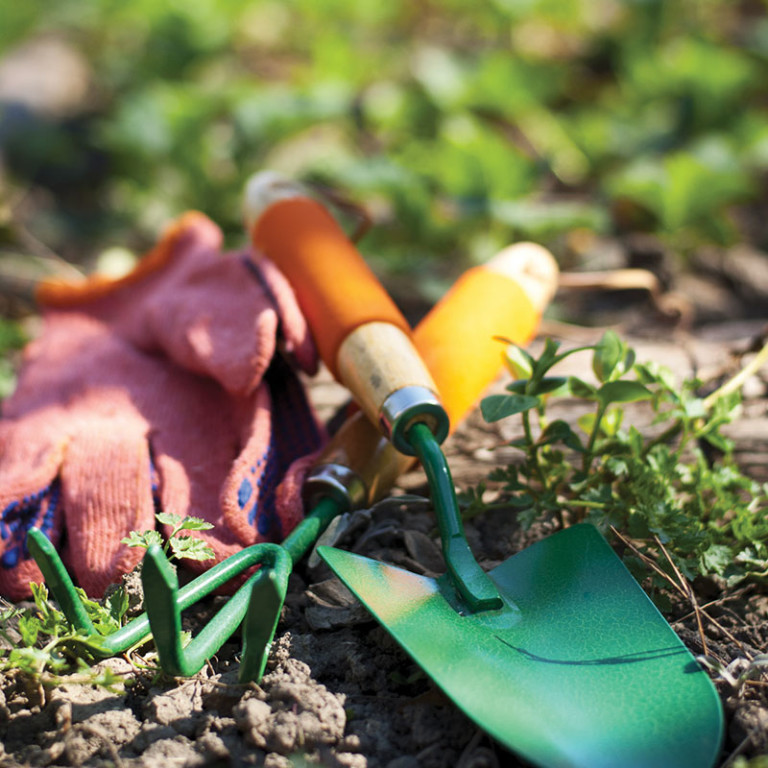 When Winter Arrives, These Unwanted Plants May Spring Up Emerald Coast Magazine