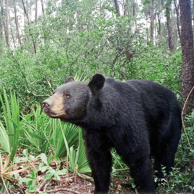 Good News Bears - Emerald Coast Magazine