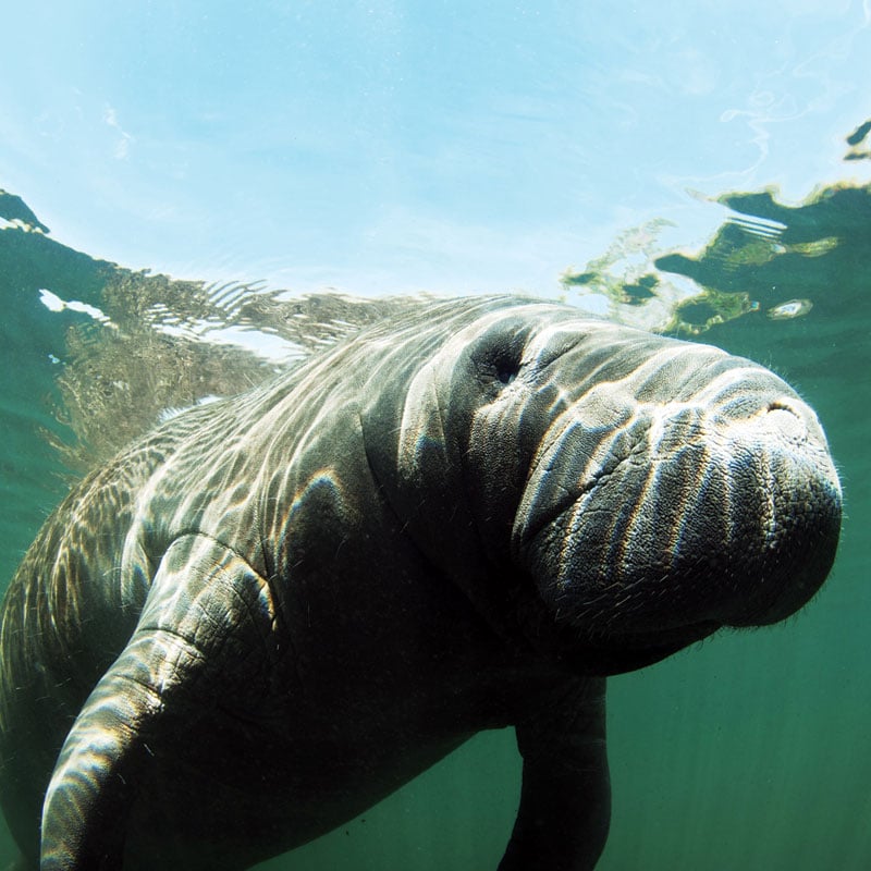 Crystal River Offers Visitors Rare Manatee Encounters - Emerald