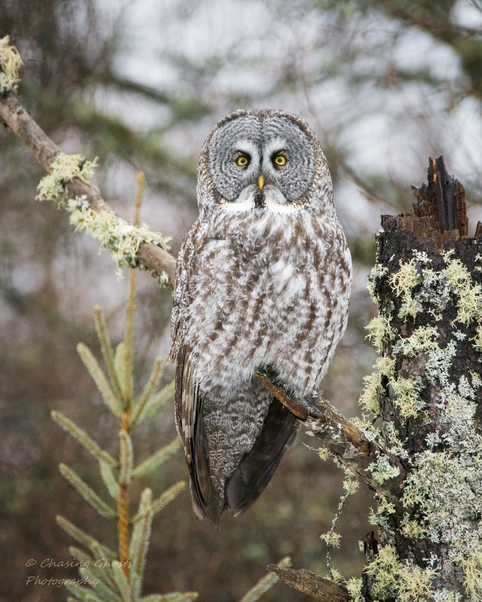 Owl bogs clearance