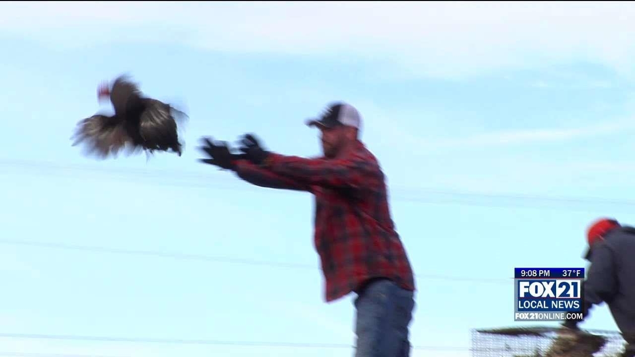 Ridgeland Pioneer Days Offers a Chance to Catch Chickens and Pigs