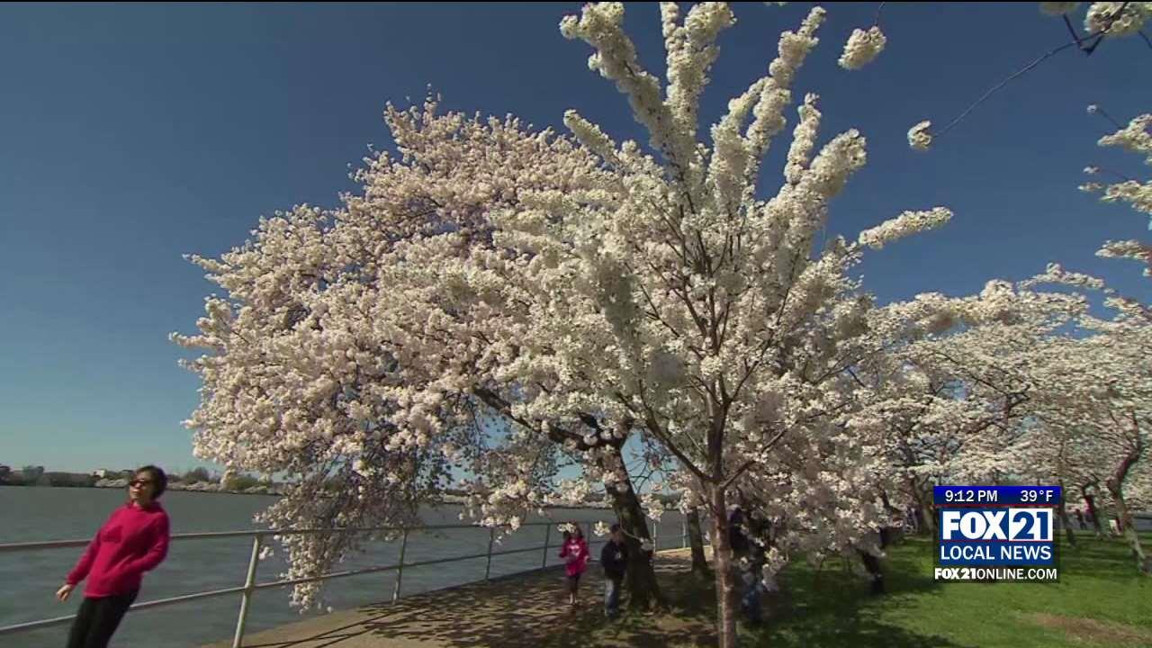 Allergy Season Arrives in the Northland