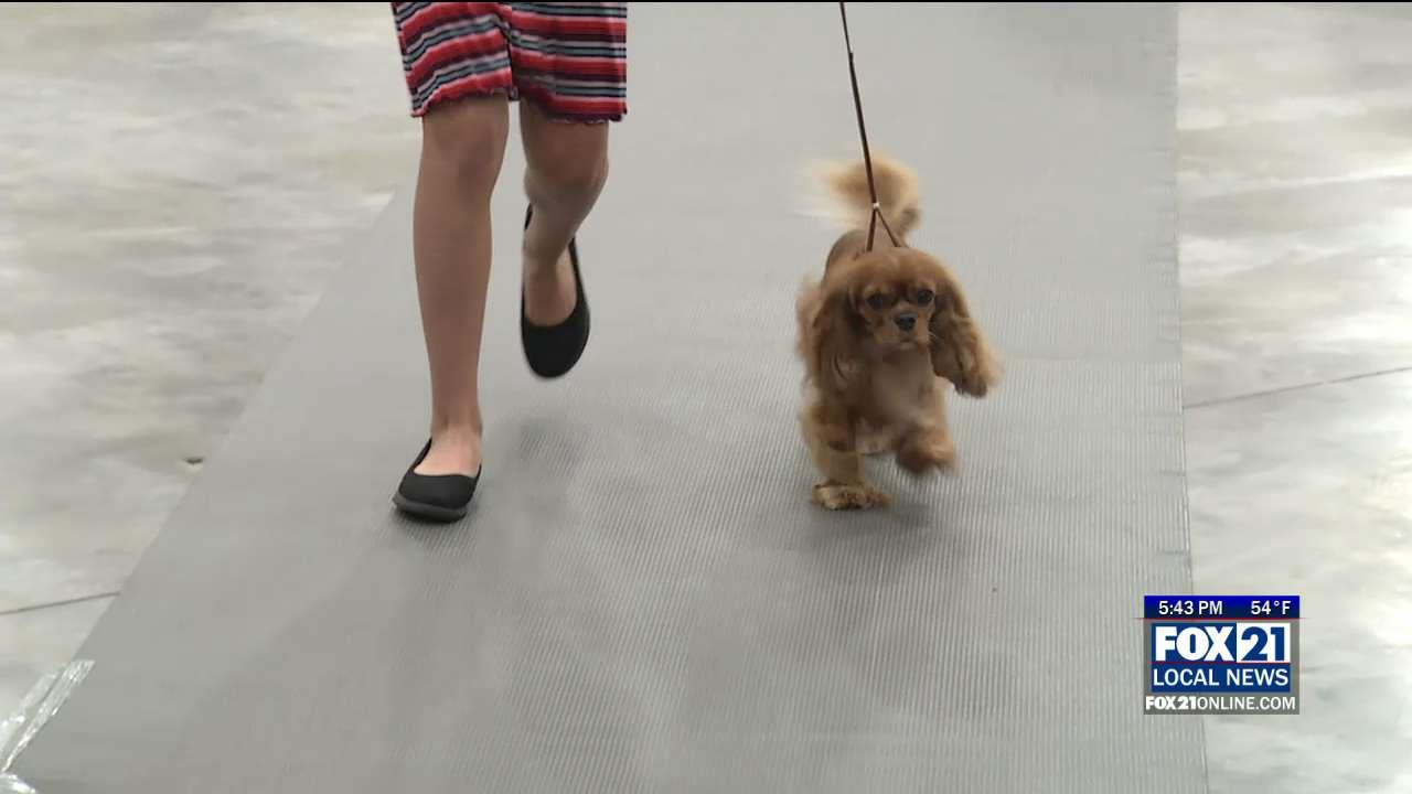 Duluth Kennel Club Hosts Dog Shows - Fox21Online