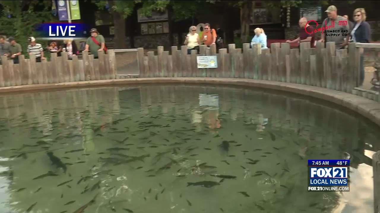 DNR State Fair Fish Pond Showcases Native Minnesota Fish - Fox21Online