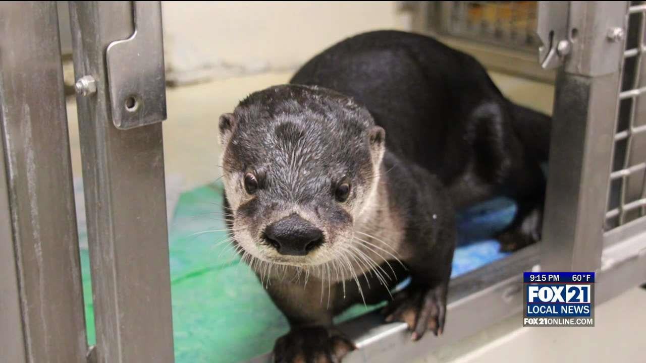 Great Lakes Aquarium Announces Death of Retired River Otter