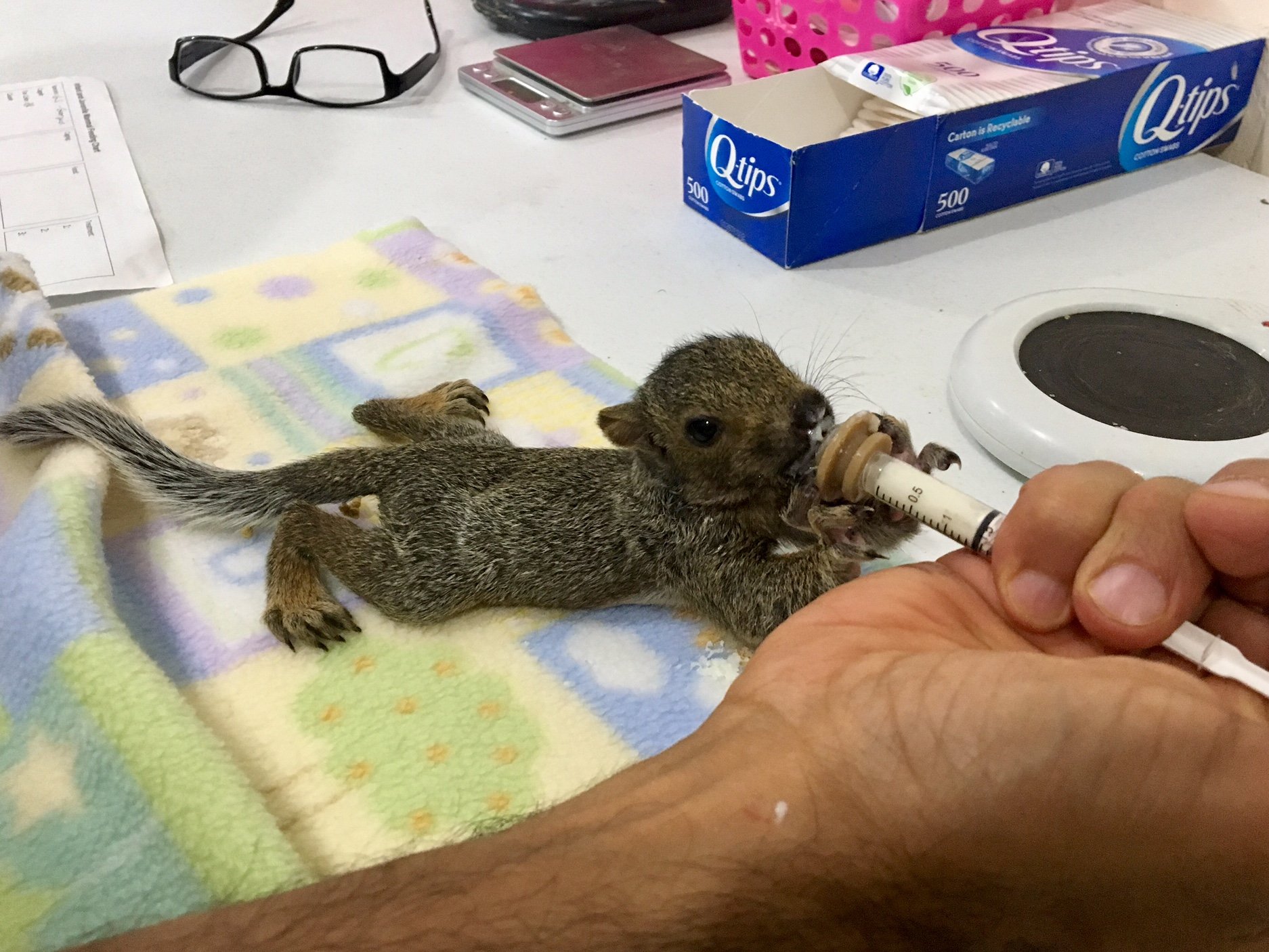 Wildlife Rehabilitation Center Seeks Community Support - Fox21Online