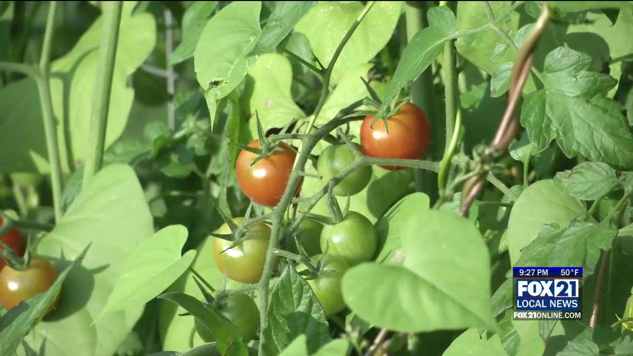 Cloquet Community Garden Celebrates First Harvest