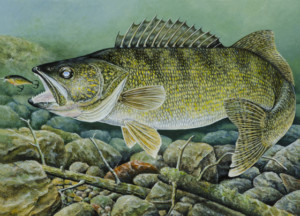 Duluth Artist Wins Walleye Stamp Contest - Fox21Online