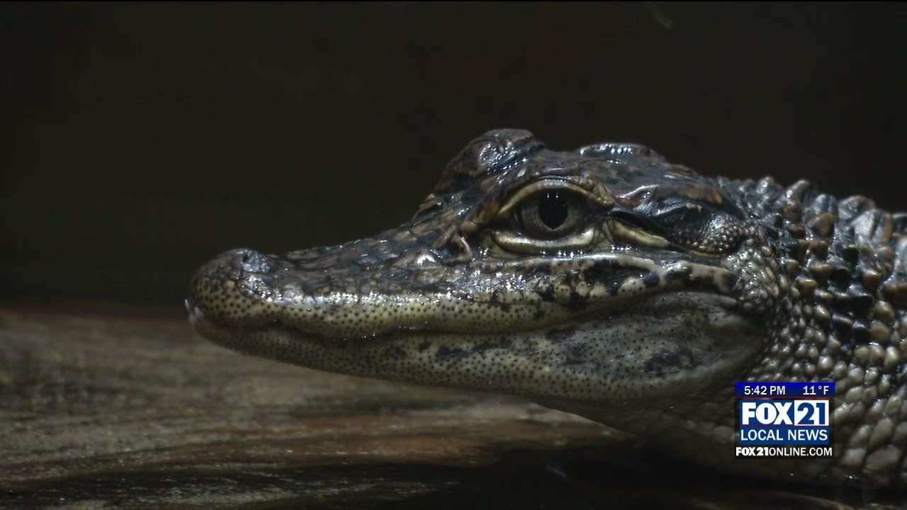 Alligators Visit Great Lakes Aquarium